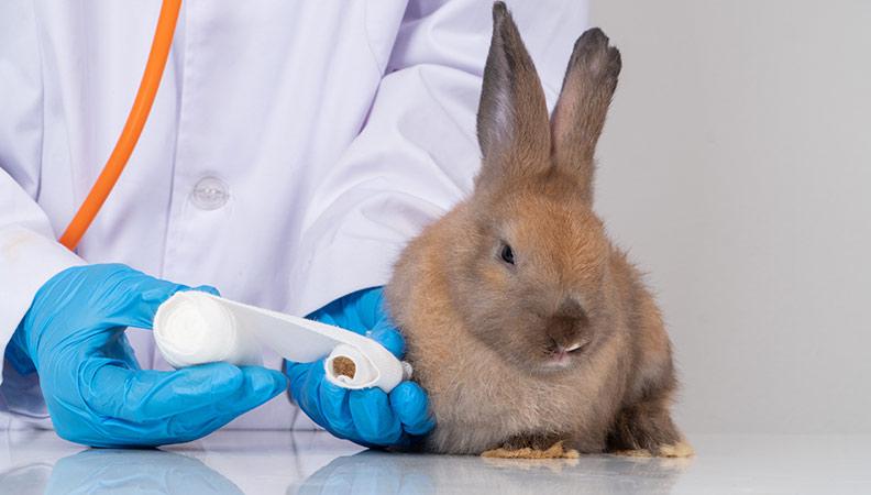 A rabbit getting their leg wrapped in a bandage