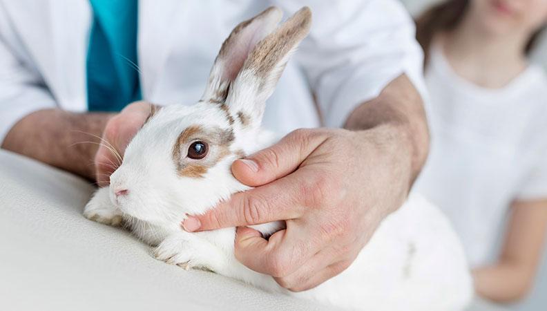 Vet examination for rabbit cancer