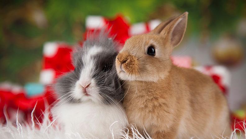 Best rabbit christmas presents