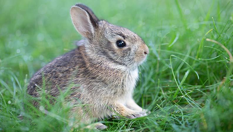 A baby rabbit sat outside