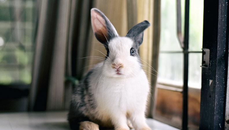 A young rabbit sat near the window