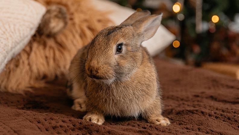 An adult rabbit on a bed