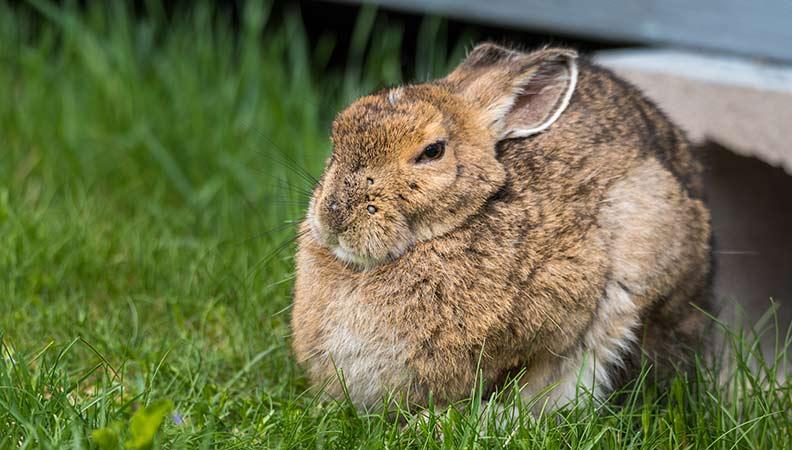 An old senior rabbit sat in the garden