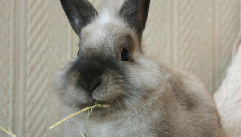 a rabbit eating hay as part of their diet