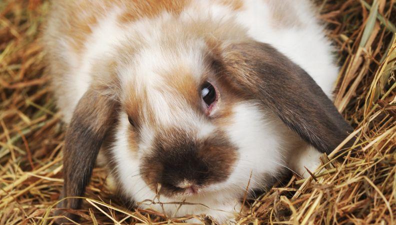 rabbit diet of hay