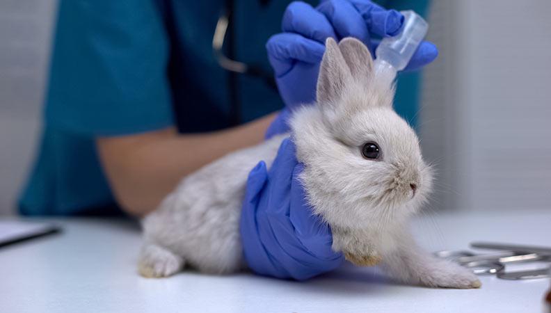 Rabbit receiving ear treatment at the vet