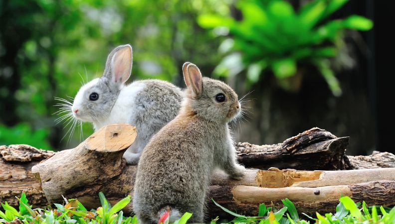 Two rabbits exercising on a branch