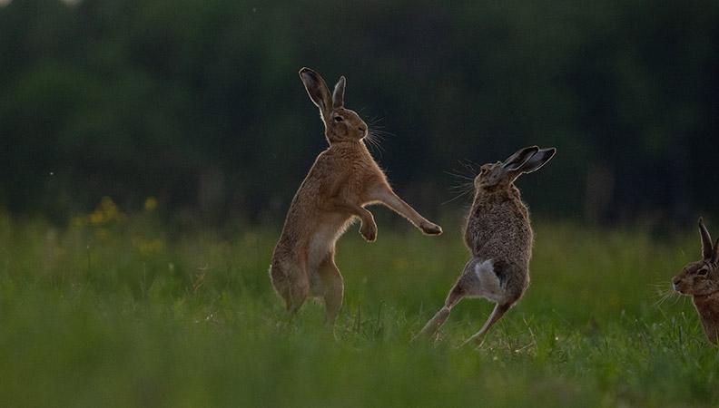 Two rabbits fighting on a field