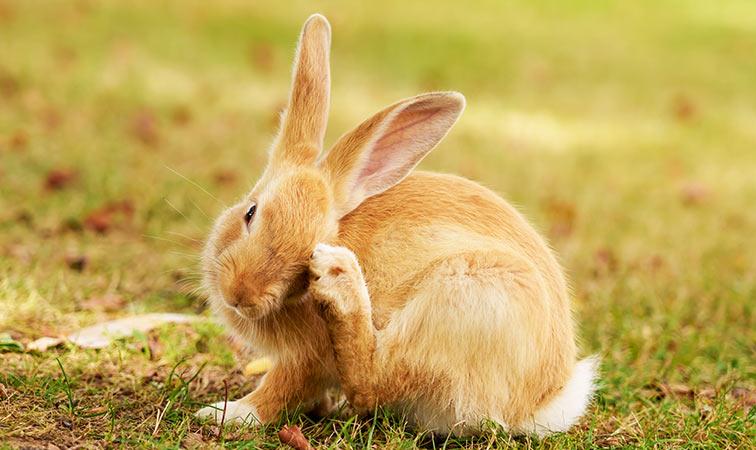 A rabbit with fleas scratching