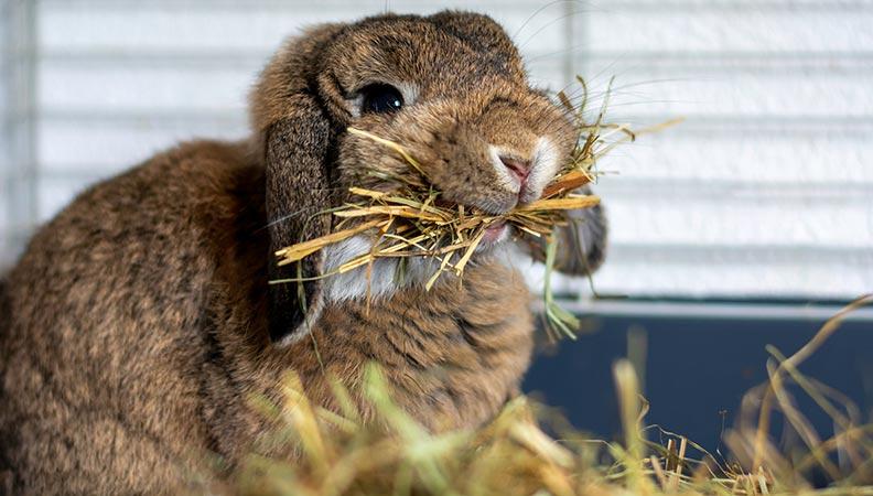Prevent rabbit gastric stasis with a hay diet
