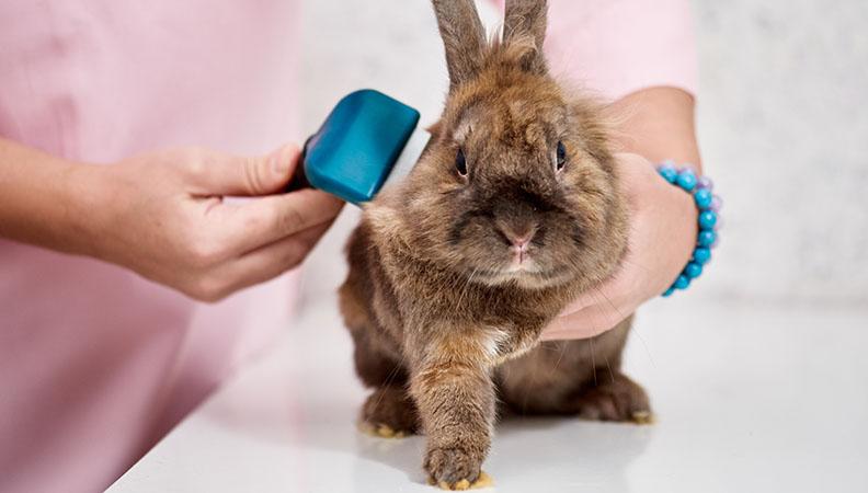 Rabbit grooming