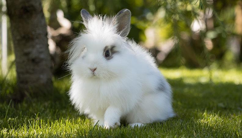 can rabbits get hairballs