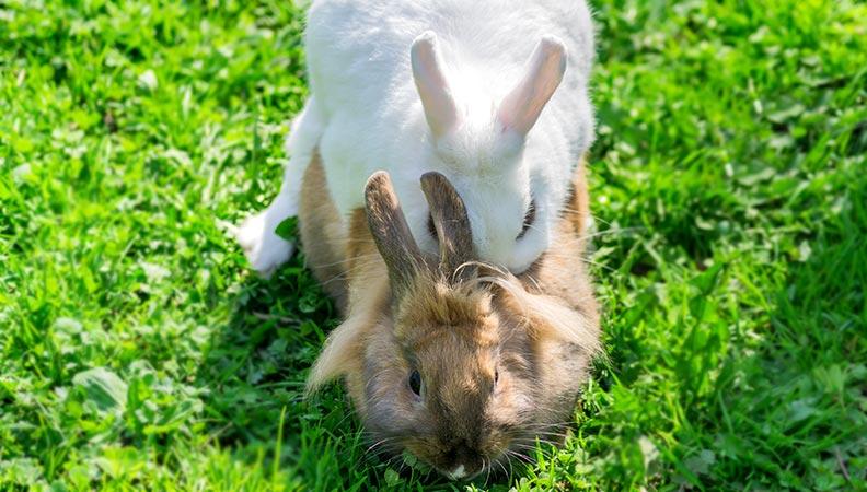 Two rabbits mating