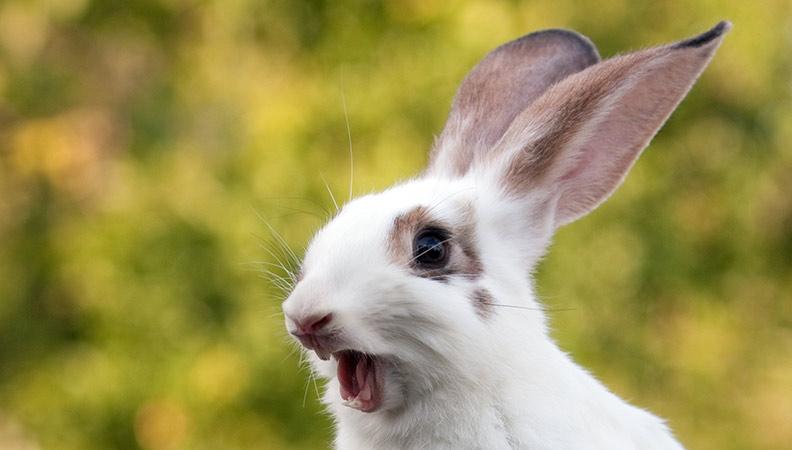 a white rabbit screaming