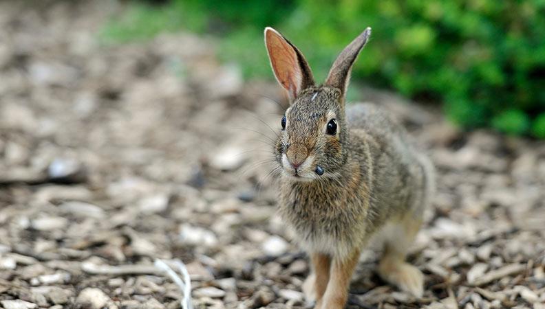 A rabbit with a tick on their face