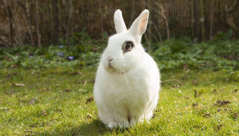 A rabbit suffering from poisoning sitting in the garden