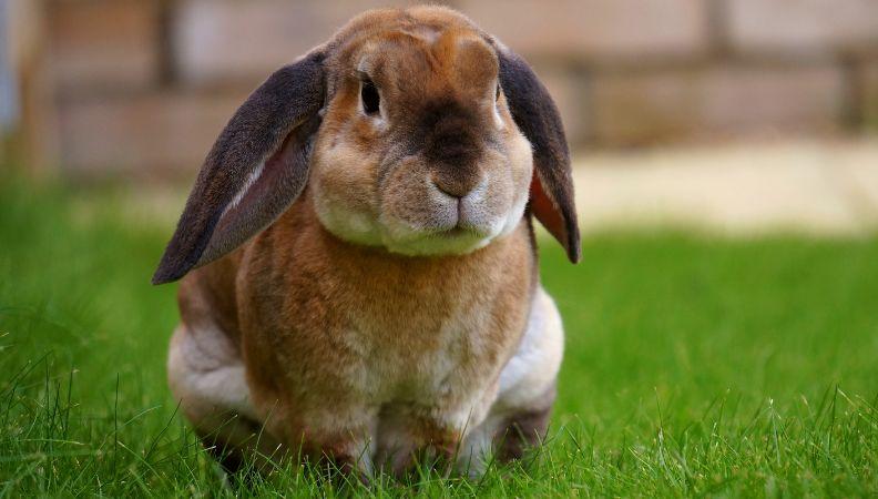rabbit poisoning for lop-eared rabbit