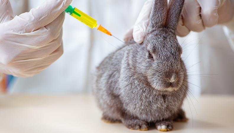A rabbit being given a vaccination by a vet