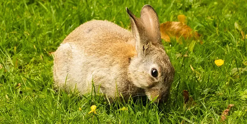 Rabbit worms
