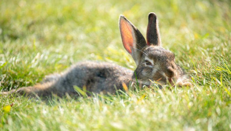 Rabbit lying in the sun trying to keep cool