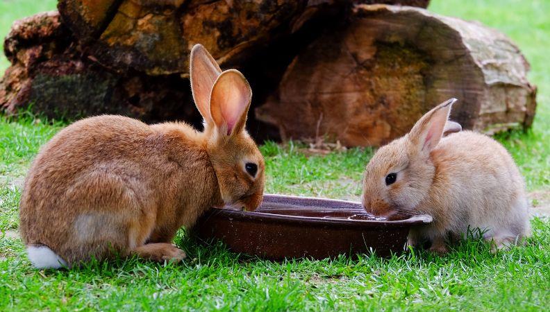 Two rabbits keeping cool in summer drinking water