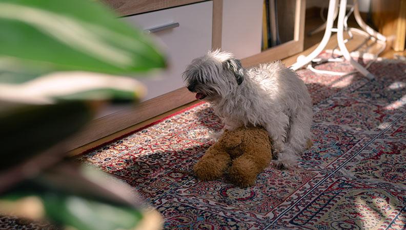 What are the reasons behind dog humping?