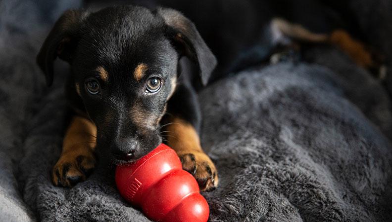 Dog Resource Guarding a Toy