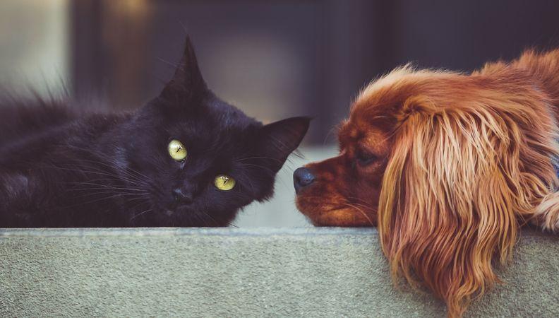 Ringworm in Dogs and Cats banner image