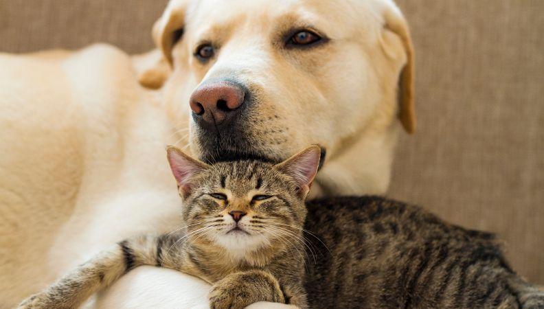 A labrador and a kitten on ringworm