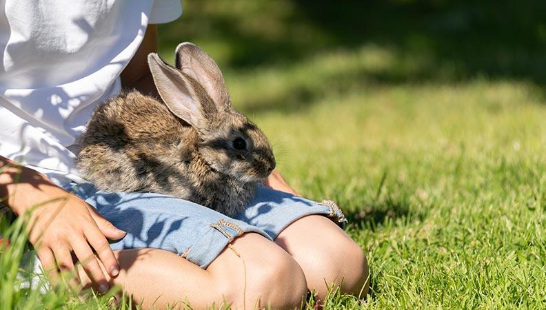 Rabbit sitting on the knee of its owner
