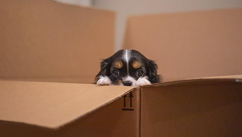 A small puppy poking its head out of a cardboard box