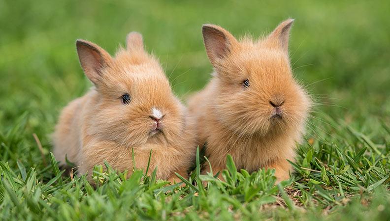 Two brown rabbits sitting together in the grass