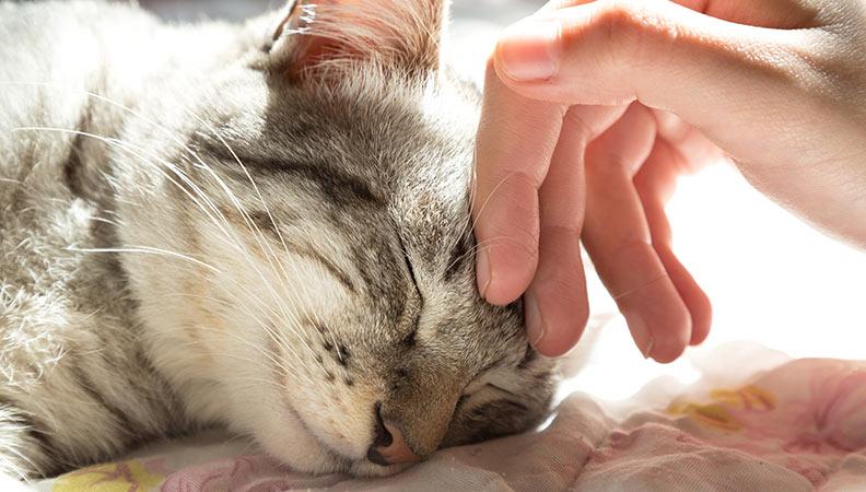 Cat lying down an being stroked by its owner