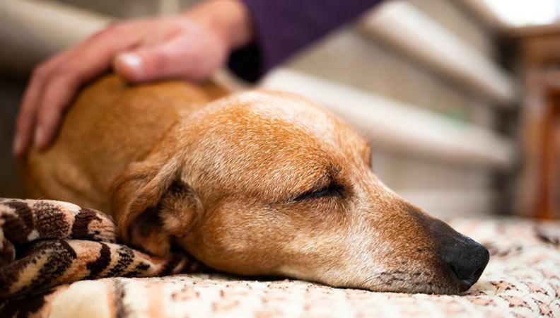 Old dog lying down asleep while its owners strokes it