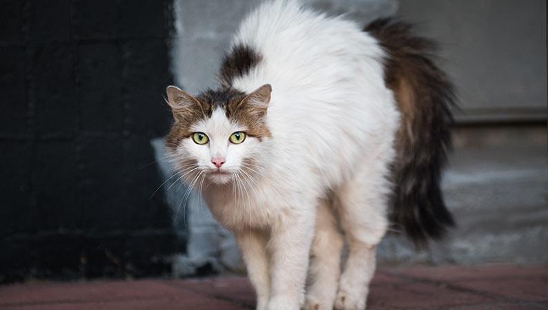 Cat displaying signs of stress with jagged fur and arched back