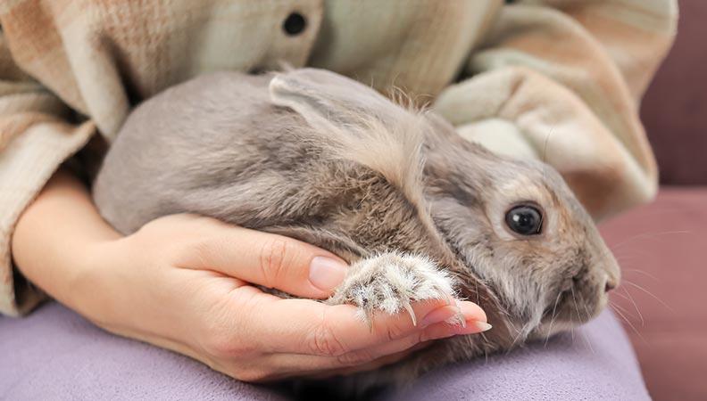 Grey rabbit sitting on a persons lap looking stressed