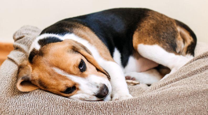 Sick Beagle lying in bed
