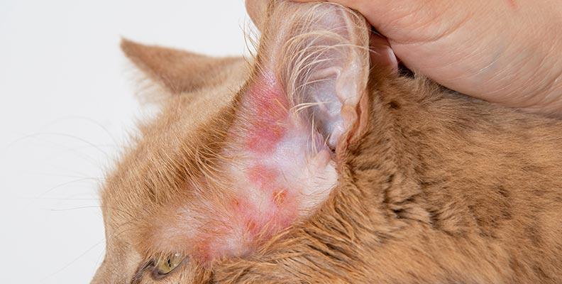 Cat with dermatitis