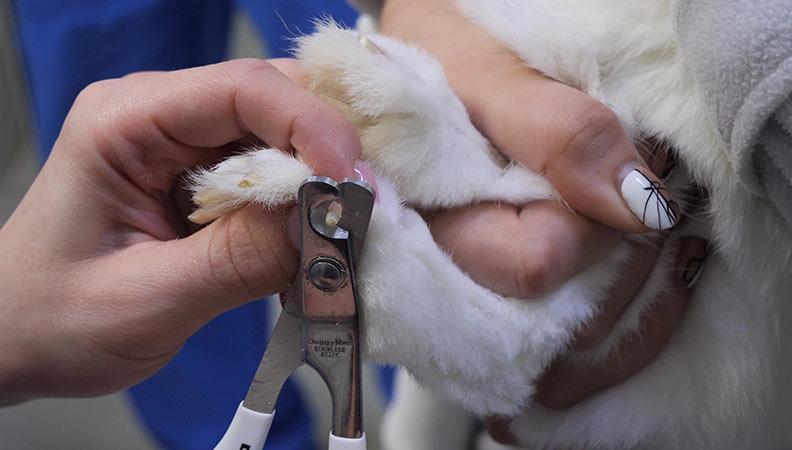 Vet clipping a rabbit's nails to prevent pododermatitis