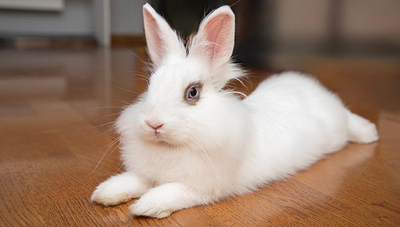 White rabbit lying on a wooden floor