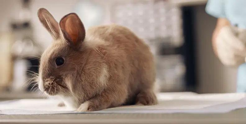A rabbit with spondylosis at the vets