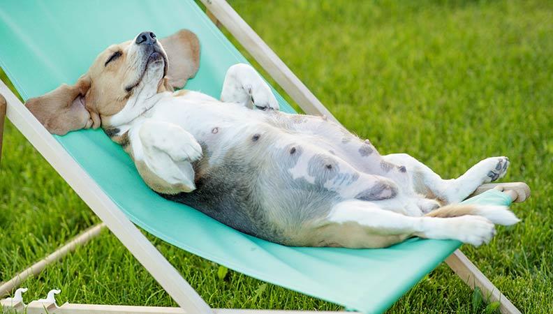 A pregnant beagle dog laying on a sun lounger
