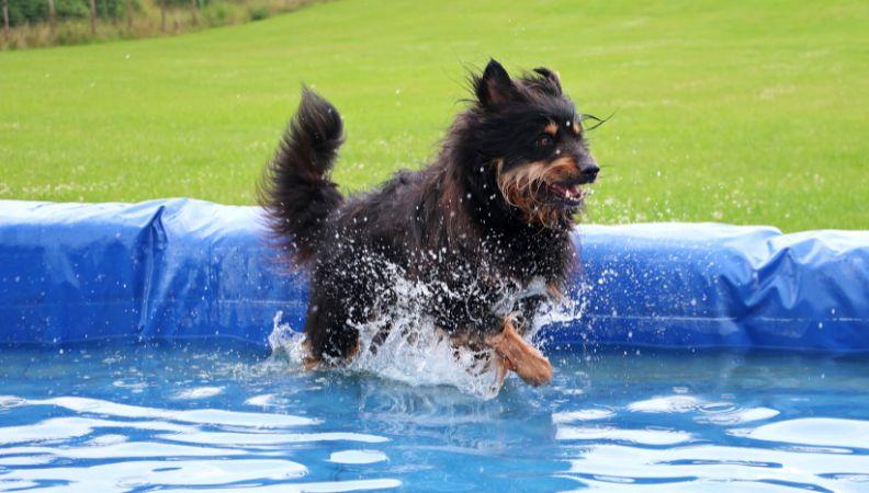 Dog walking in a pet paddling pool blog image