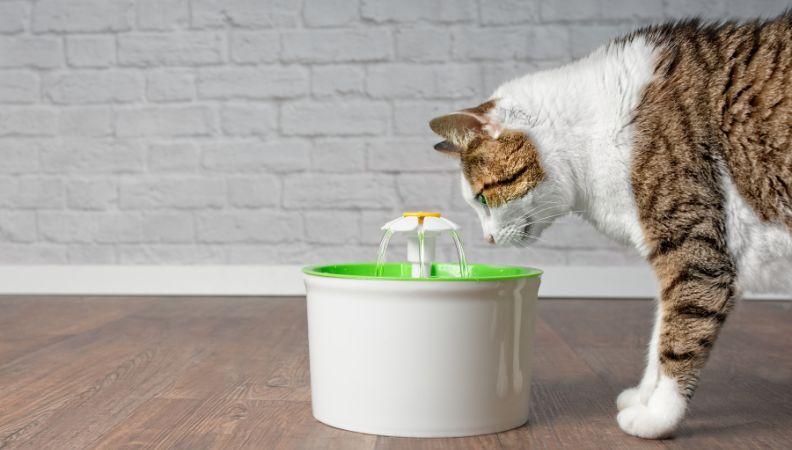 Cat drinking from a pet friendly water fountain blog image