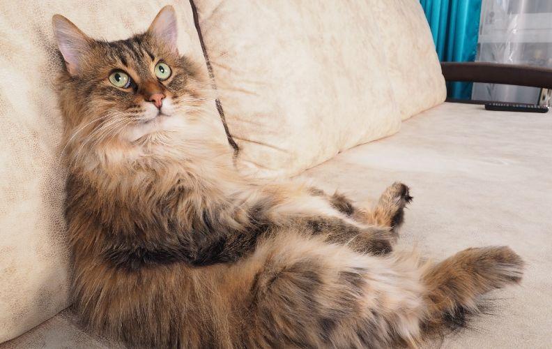 A fluffy cat sitting up, on a sofa