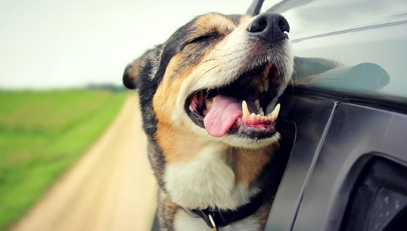 A happy dog with its head out a car window