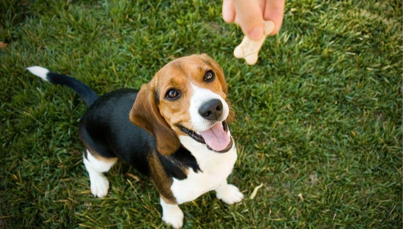 A Beagle happy to get a dog treat