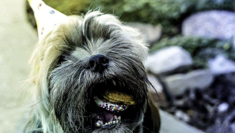 A dog wearing a birthday hat and eating a cake