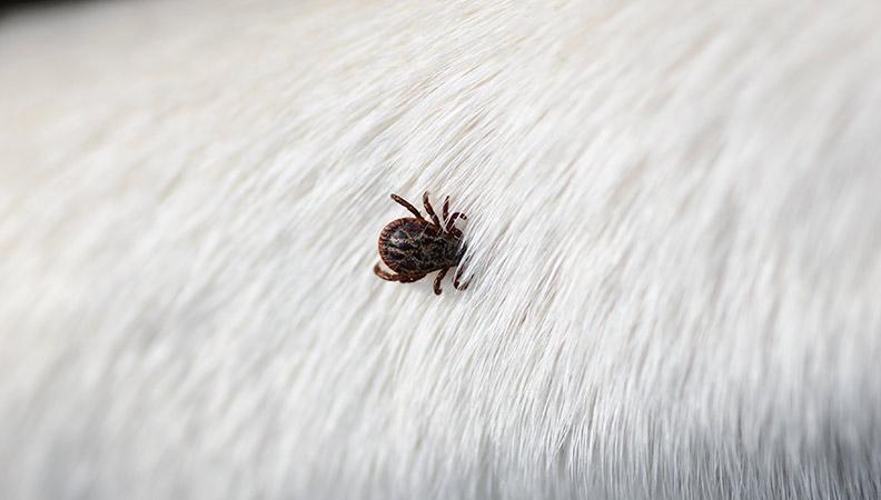 A tick crawling on a white dog's fur