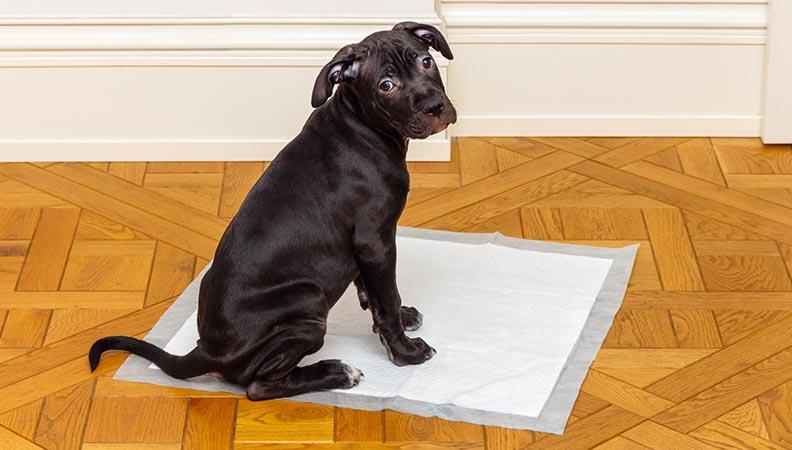 A brown puppy sat on a pee pad